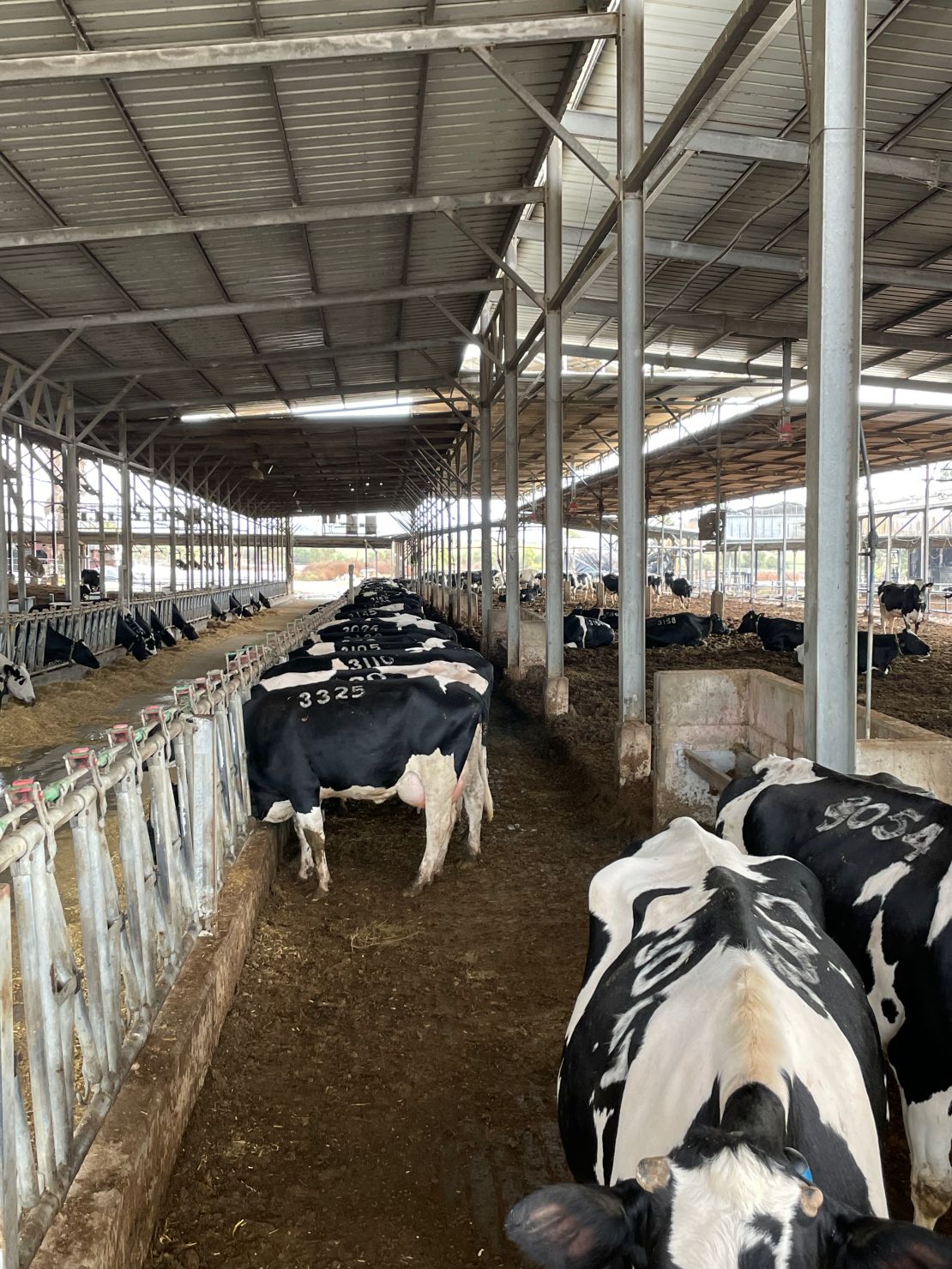 The 350 milking cows on Stevie Marcus' farm are now milked by volunteers twice a day.