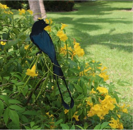 cognita green valley 2