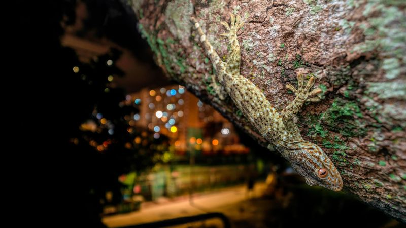 Photographer captures images of Hong Kong’s thriving nocturnal wildife