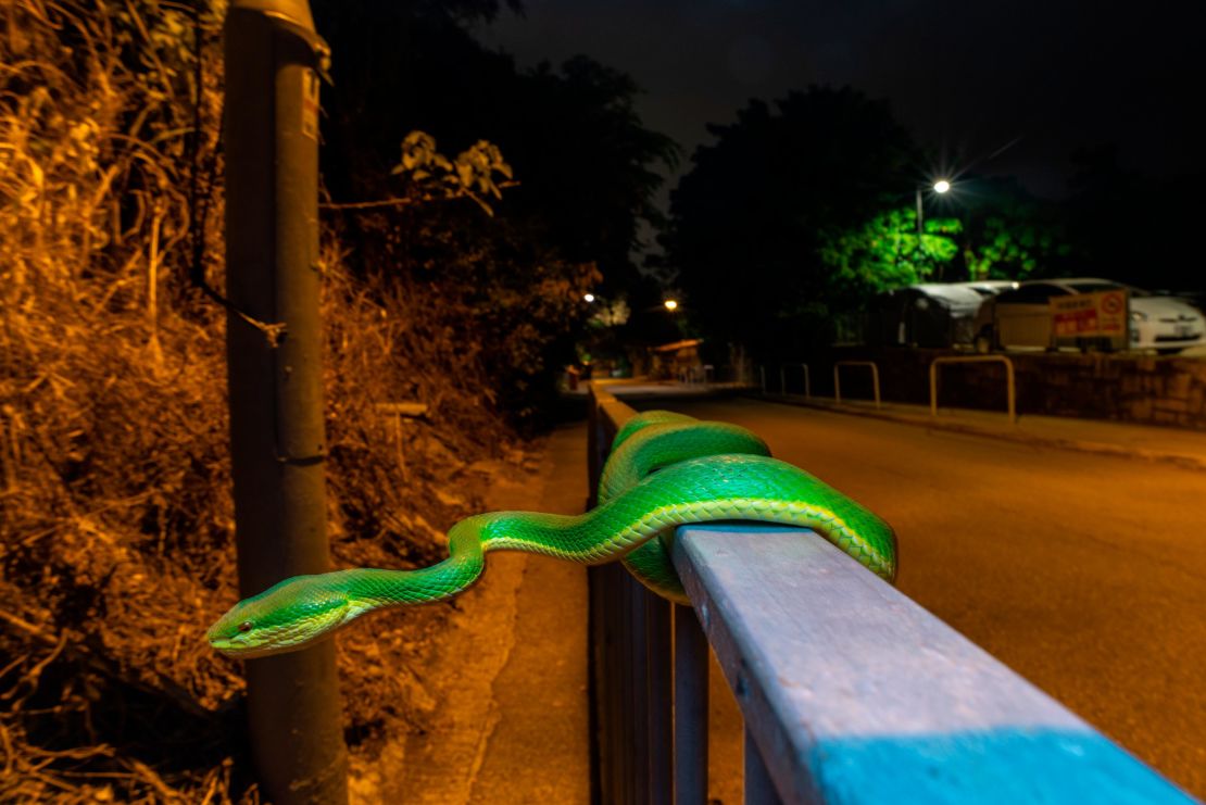 Pit vipers naturally coil when hunting, which makes photographing them easier, says Hylton.