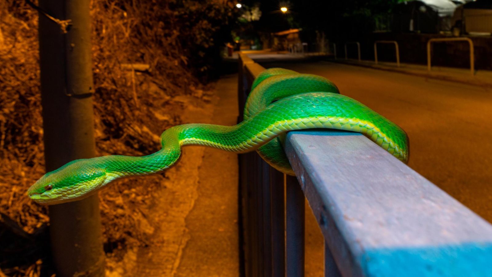 This photographer uncovers Hong Kong’s creatures of the night