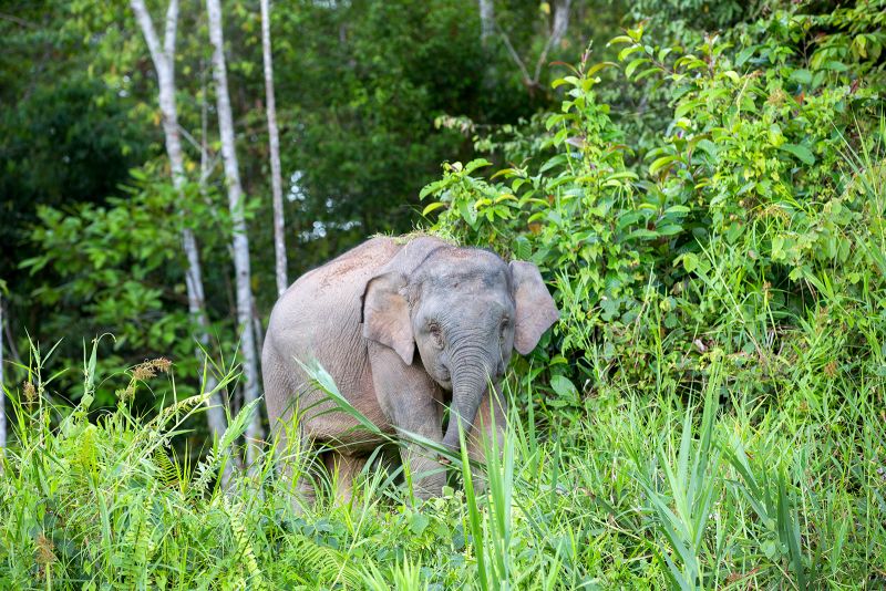 Elephant herd wreaks havoc on car following accident with baby on Malaysian highway