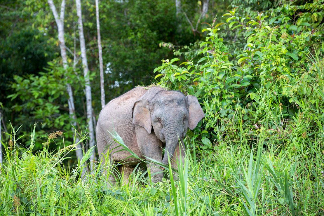 Asia, Borneo, Malaysia, Sabah, Kinabatangan River, Bornean elephant.