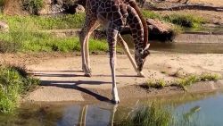 Leggy Baby Giraffe 1