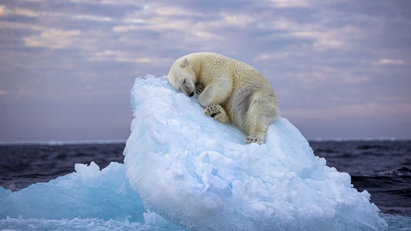 A sleeping polar bear and some sociable penguins are among the images shortlisted for the Wildlife Photographer of ... - CNN