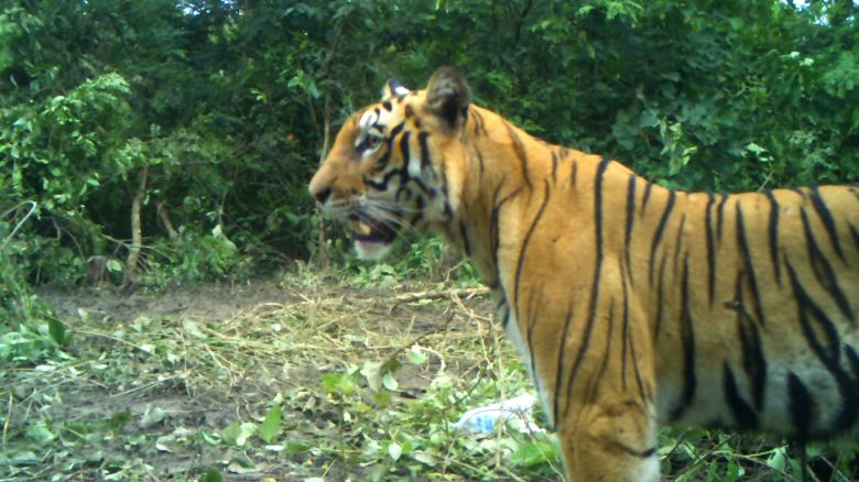 Mission Tiger Nepal tiger camera trap