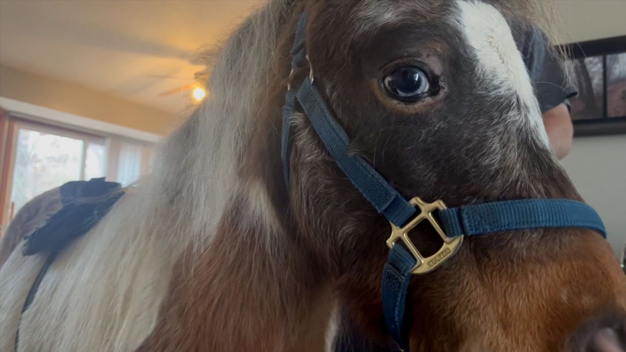 This mini horse has a big job helping disabled veteran