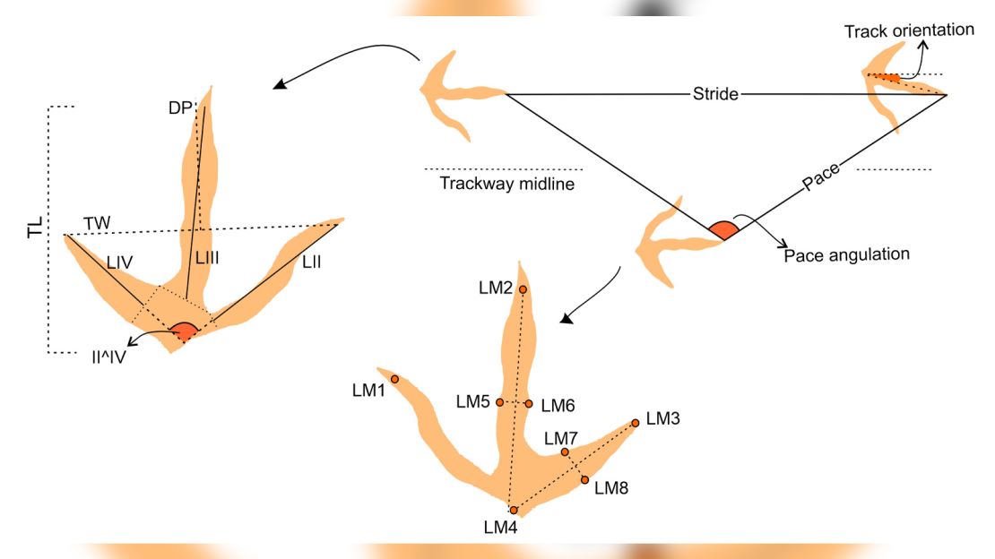 Measured parameters and landmark placement quantifying track morphology. Abbreviations: TL--track length, TW--track width, II^IV--total digitdivarication, LM--landmark.