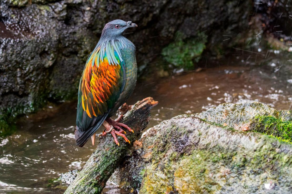 Nicobar pigeon (Caloenas nicobarica) native to the coastal regions from the Andaman and Nicobar Islands, India. (Photo by: Arterra/Universal Images Group via Getty Images)