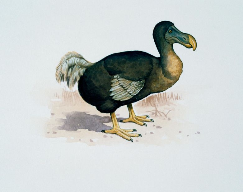 Not so dead as a dodo: ‘De-extinction’ plan to reintroduce bird to Mauritius | CNN