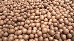 MPA Macadamia Nuts