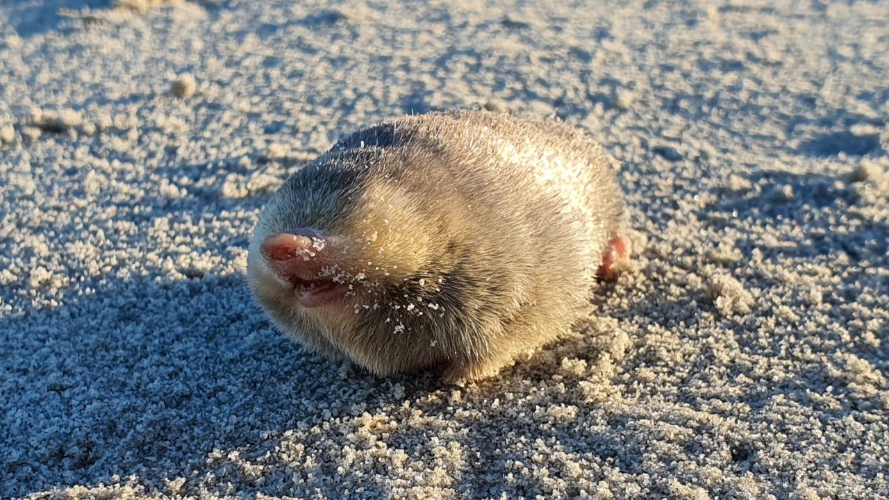 De Winton's Golden Mole, a blind mole that lives beneath the sand and has sensitive hearing that can detect vibrations from movement above the surface.