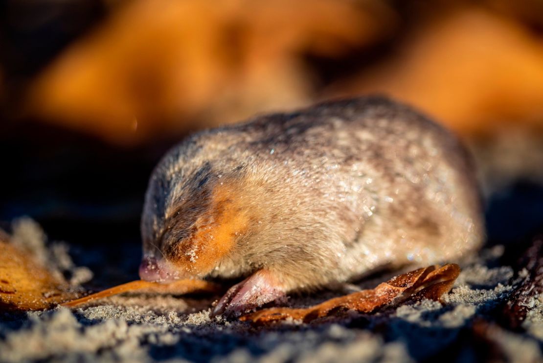 The blind mole lives beneath the sand and has sensitive hearing that can detect vibrations from movement above the surface.