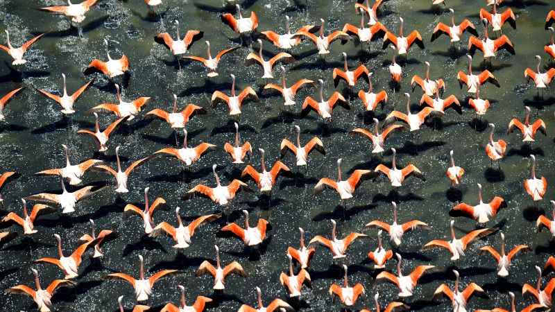 Bird flu outbreak kills 220 flamingos in Argentina 