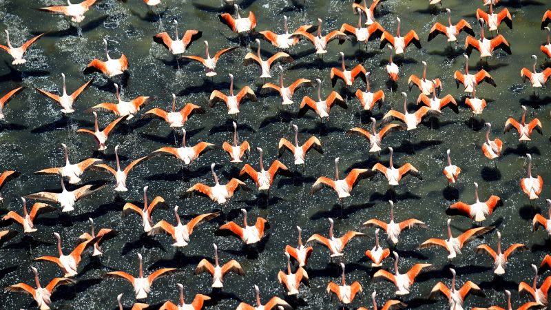Bird flu outbreak kills 220 flamingos in Argentina