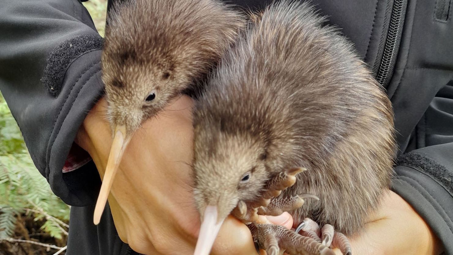 Two kiwi chicks were discovered in Wellington, New Zealand, Capital Kiwi Project conservationists announced on Wednesday, November 29, 2023.