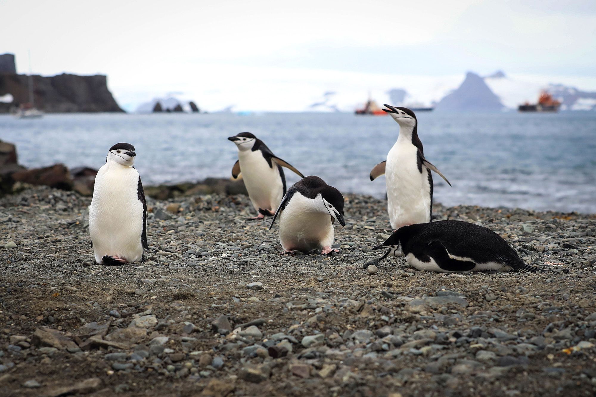 These nesting penguins nod off 10,000 times a day, for seconds at a time