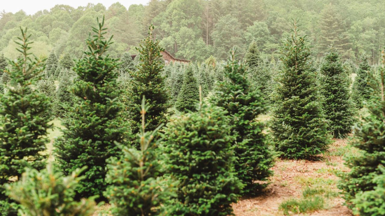 Christmas trees seen on Chimney pond farm.