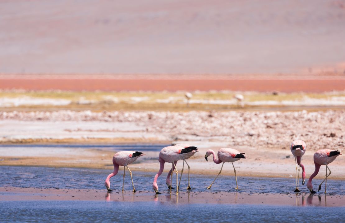 James' flamingos in the Great Lake Reserve with the pink lake in the background in El Penon, Jujuy, Argentina