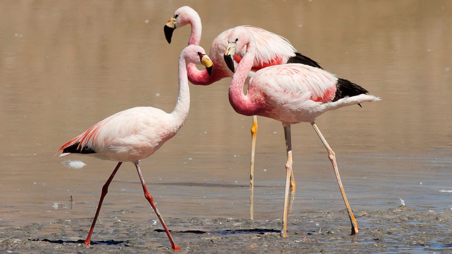 In the image you can see two Andean Flamingo - Phoenicoparrus andinus - and a puna flamingo -Phoenicoparrus jamesi - in one of the lagoons of the puna of Catamarca, Argentina