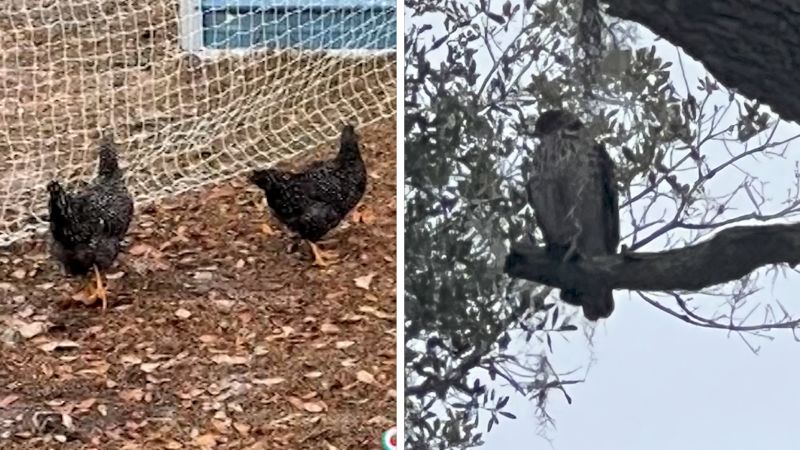 Flock of chickens mysteriously freeze up spooking owner