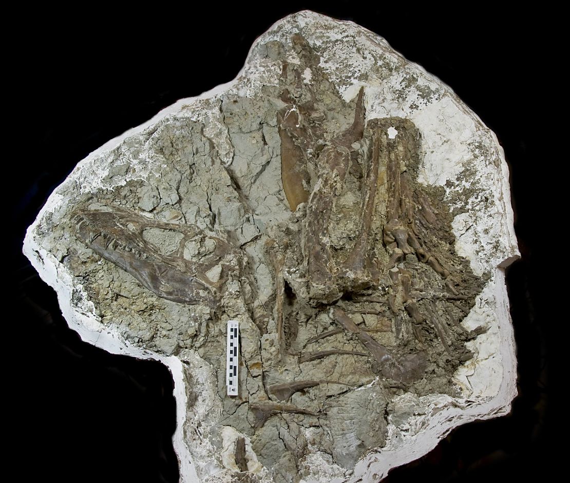 Gorgosaurus libratus, the first young tyrannosaur specimen discovered with preserved stomach contents in place inside the skeleton.