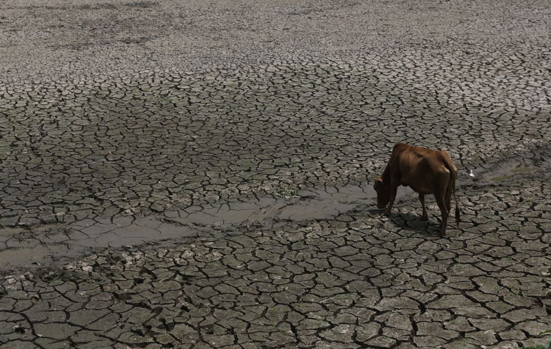 A cow tries to drink water from the bed of a dried rivulet at Mayong village about 40 kilometers (25 miles) east of Gauhati, Assam, India, Wednesday, April 30, 2014. Rising temperatures coupled with scanty rainfall is badly affecting farmers in many parts of this north-eastern state. (AP Photo/Anupam Nath)