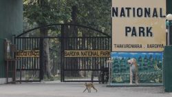 mission tiger nepal bardiya national park
