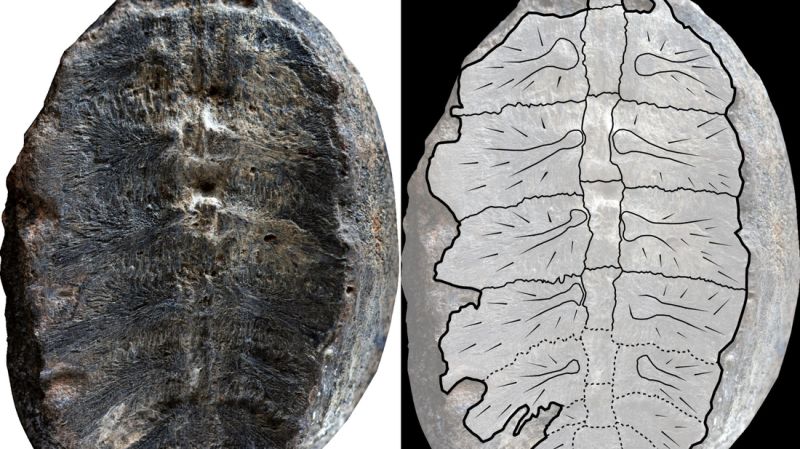 Fosil gizemi çözüldükten sonra antik kaplumbağa türü ‘Turtwig’ keşfedildi