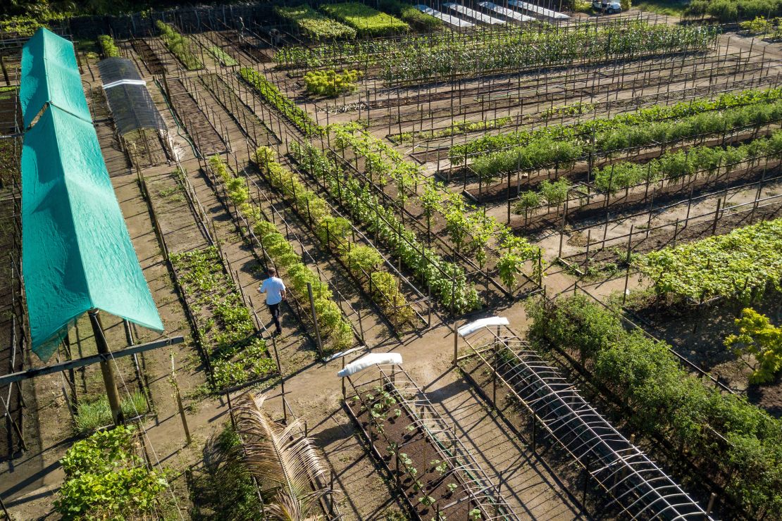 The Farm on Alphonse Island provides much of the fresh produce consumed on the island.