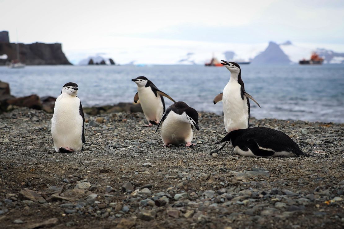 ATTENTION: This Image is part of a PHOTO SETMandatory Credit: Photo by FEDERICO ANFITTI/EPA-EFE/Shutterstock (10566784l)A group of chinstrap penguins (Pygoscelis antarcticus) waddle as tourist boats approach their habitat on King George Island, Antarctica, 16 January 2020 (issued 25 February 2020). The frozen continent is quickly becoming a popular destination for thousands of tourists, whose presence on the virgin lands has a strong environmental impact on the delicate ecosystems that are already suffering due to global warming. Antarctica remains virtually uninhabited by humans, except for the handful that temporarily live on research stations.Scientists study how increasing tourism is impacting the Frozen Continent, King George Island, Antarctica - 16 Jan 2020