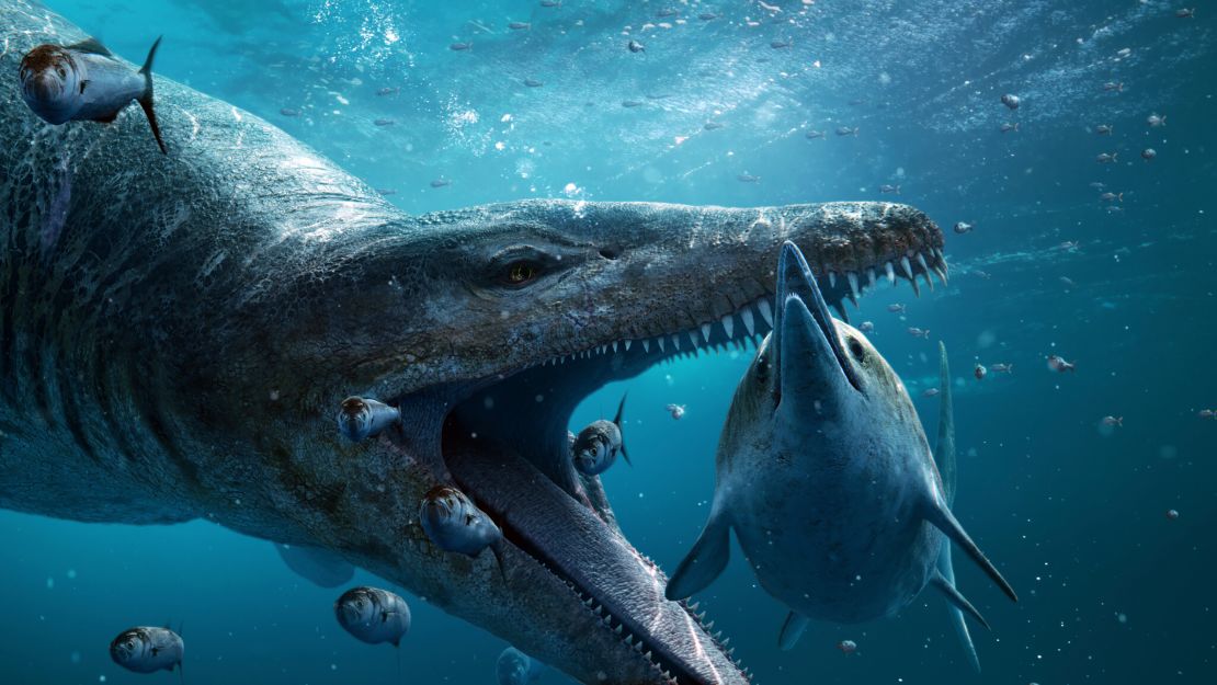 Picture Shows: Pliosaur (giant sea monster)  about to attack ichthyosaur in ocean, with jaws open, with small fish swimming close by