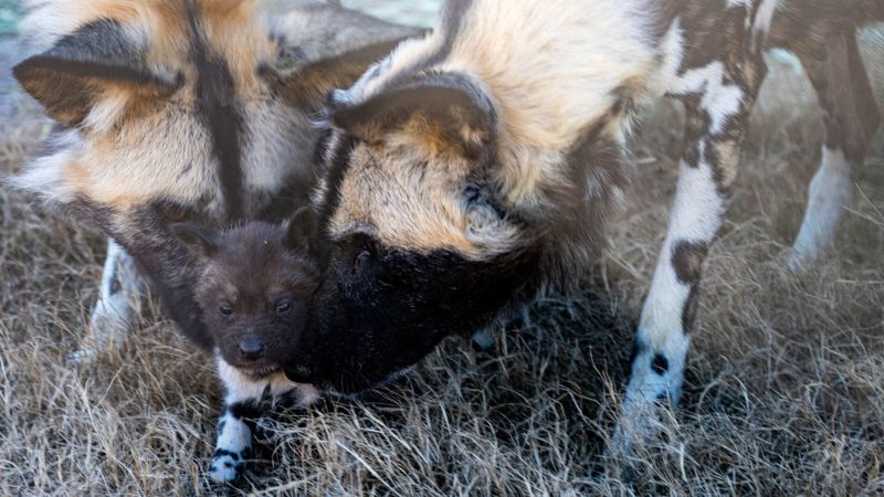 Шест малки африкански боядисани кучета наскоро се родиха в зоопарка