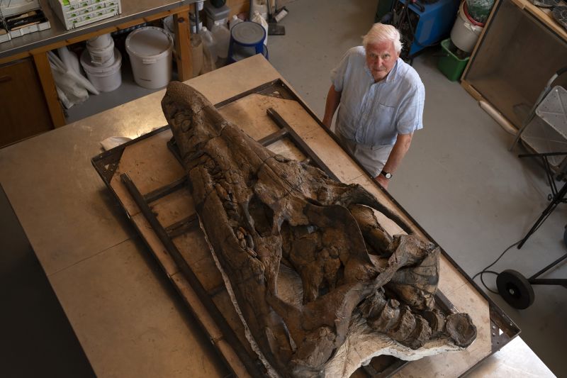 Skull of gigantic pliosaur sea monster found on 'Jurassic Coast' | CNN