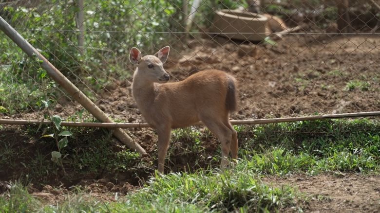 mission tiger sambar deer breeding thailand