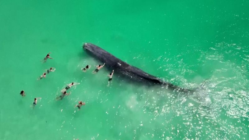 Кит, видян във видео с плувци, умира край австралийския плаж