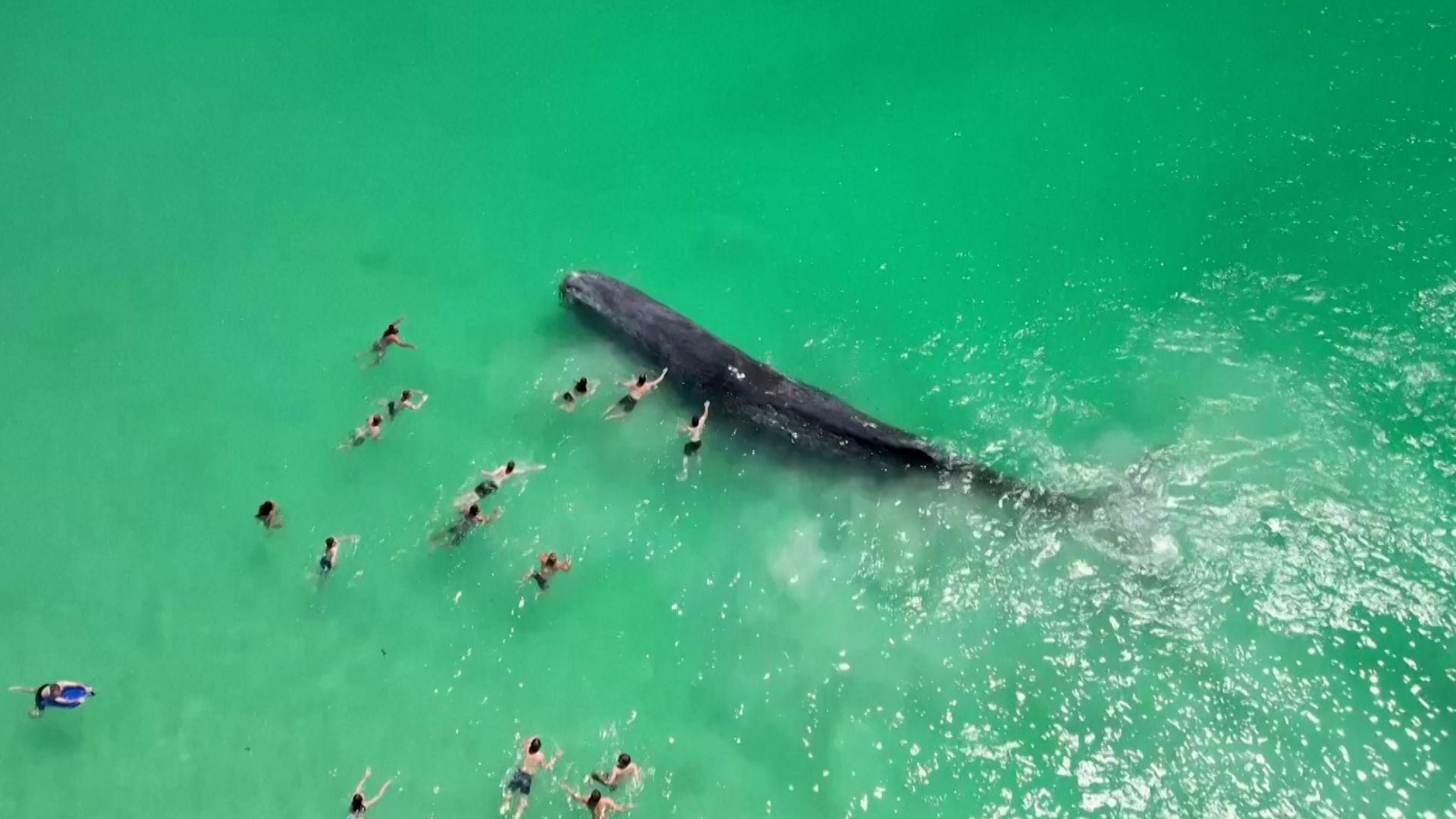 Whale tale: Wedgie is the latest bikini trend   — Australia's  leading news site