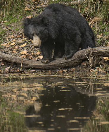 Sloth bears are unrelated to their namesake, except in their unkempt, sleepy appearance. Their numbers have been declining for years due to habitat loss and human-wildlife conflict, and <a href="index.php?page=&url=https%3A%2F%2Fwww.iucnredlist.org%2Fspecies%2F13143%2F166519315" target="_blank" target="_blank">the latest IUCN assessment</a> expects their numbers to decline by more than 30% by 2050. 