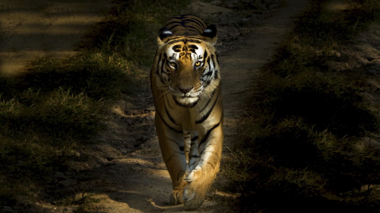 Bengal Tiger walking, Tiger Reserve, Kanha National Park, Kanha, India