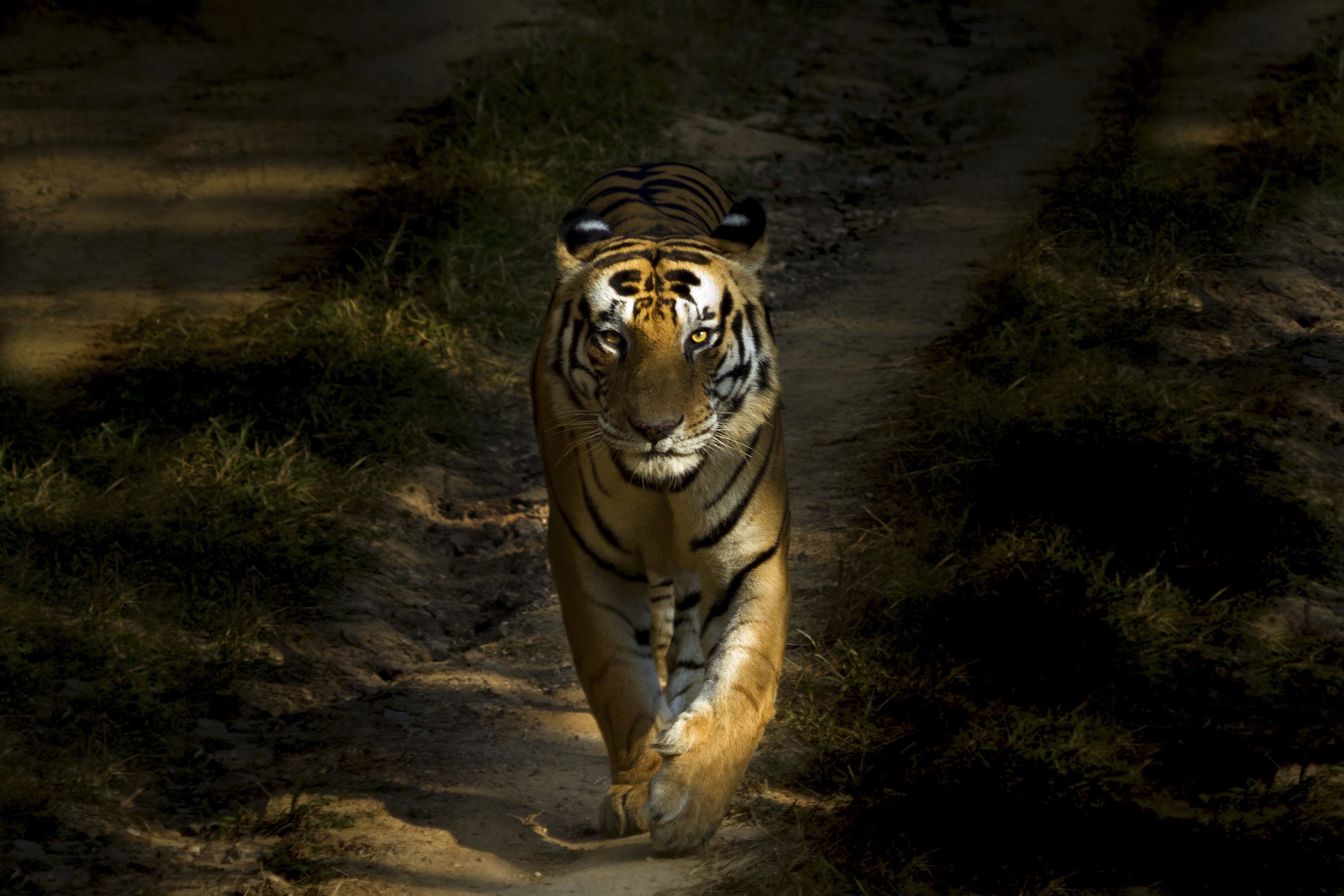 Golden tiger relaxing, Taken in the Siky Ranch zoo, in the …