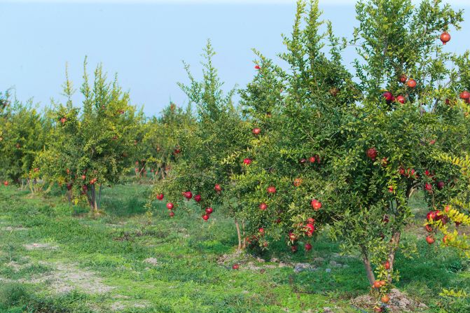<strong>Cultivation:</strong> Thought to originate in the region spanning Iran to northern India, pomegranate shrubs (<em>Punica granatum</em>) swiftly spread west to the Mediterranean and east to China. 