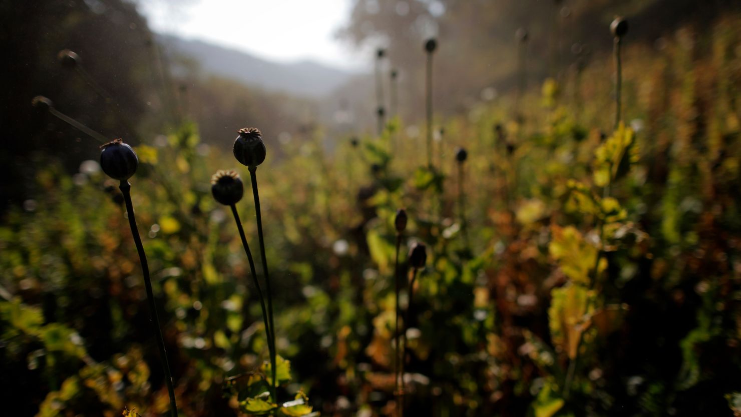 A poppy field is seen before policemen and farmers destroy it above the village of Ho Hwayt, in the mountains of Shan State January 26, 2012. Myanmar has dramatically escalated its poppy eradication efforts since September 2011, threatening the livelihoods of impoverished farmers who depend upon opium as a cash crop to buy food. With new ceasefires ending years of conflict between the government and ethnic insurgents, Myanmar police and United Nations officials are travelling through opium-rich Shan State to ask farmers what assistance they need. REUTERS/Damir Sagolj (MYANMAR - Tags: DRUGS SOCIETY)