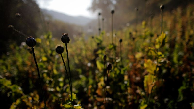 Мианмар изпреварва Афганистан и става водещ производител на опиум в света, казва ООН