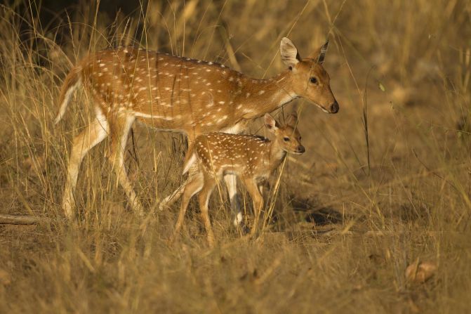Every species plays a role in the ecosystem. Chital, also known as spotted deer, live in large populations across India and at Kanha. These deer are one of the tiger's main sources of food — this prevents the deer population from growing too large, which could lead to the loss of flora and vegetation. 
