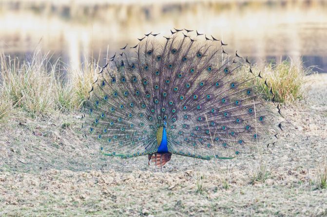 Native to South Asia, the <a href="index.php?page=&url=https%3A%2F%2Fwww.kanhanationalpark.com%2Findian-peacock.htm" target="_blank" target="_blank">peafowl</a> is India's national bird. The male bird, known as a peacock, is famous for its striking tail — a fan of more than 150 turquoise, blue, and green feathers. Peafowl are found across India, and have been protected since 1972.