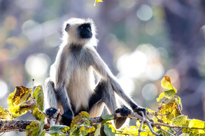 With distinctive silver fur and black faces, gray langurs are a type of "old world monkey" found across India — and Kanha is home to a large population. One of their greatest threats is human-wildlife conflict, so the reserve gives them the opportunity to flourish. 