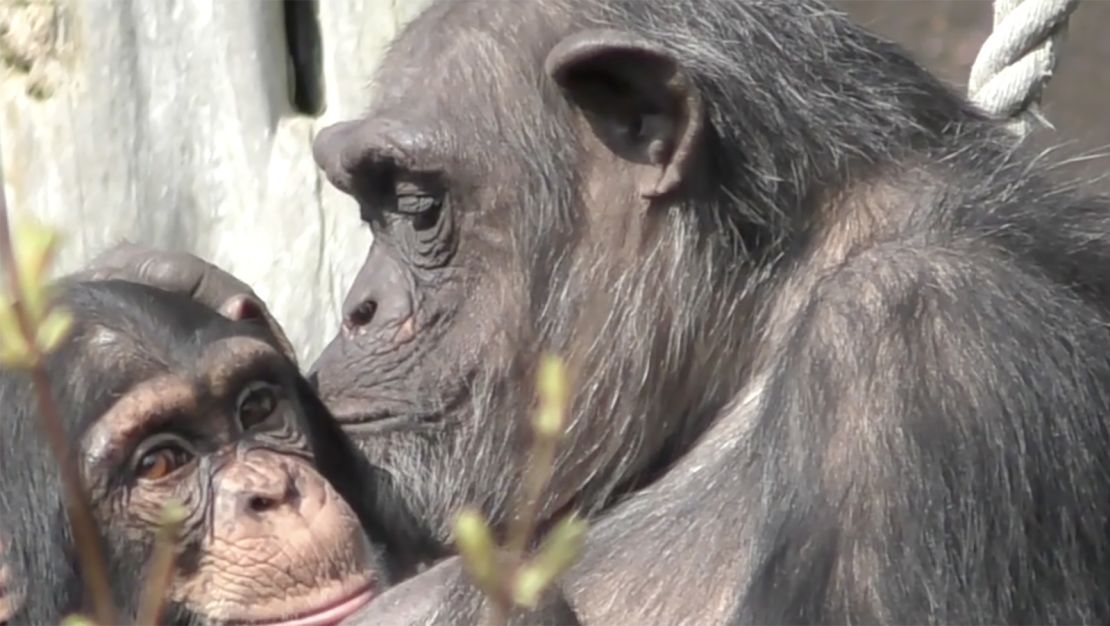 study on the social memory of apes