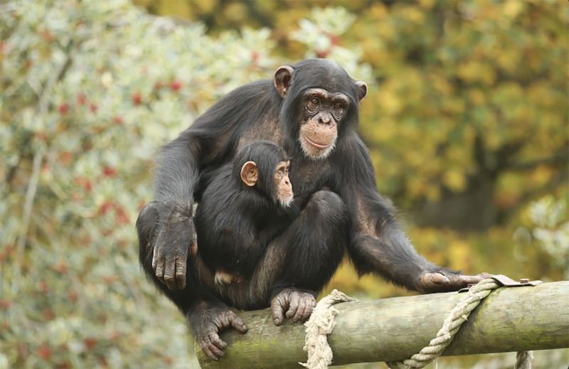 Apes recognize friends they haven't seen for decades