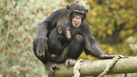 study on the social memory of apes