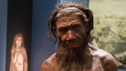 An employee of the Natural History Museum in London looks at model of a Neanderthal male in his twenties, which on display at the museums 'Britain: One Million Years of the Human Story' exhibition which opens on 13th February till 28th September 2014.   (Photo by Will Oliver/PA Images via Getty Images)